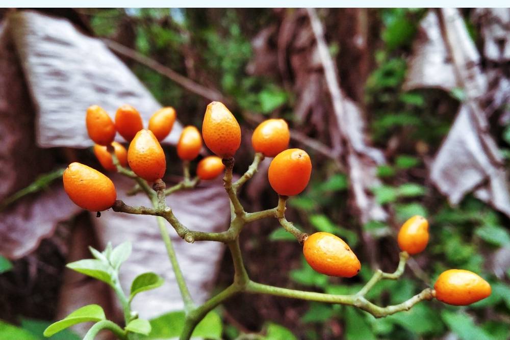 Close-up of natural iboga plant berries in a forest setting, illustrating the botanical source in the debate of iboga vs ayahuasca.