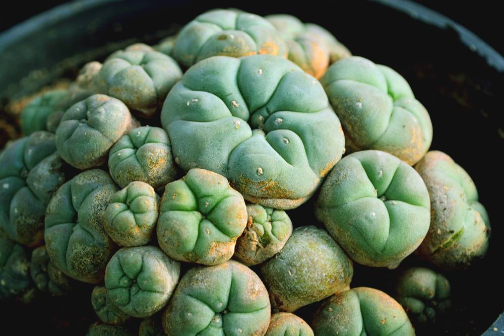 A close-up of clustered peyote cacti growing in a pot, commonly raising the question—can you buy peyote cactus for spiritual use?